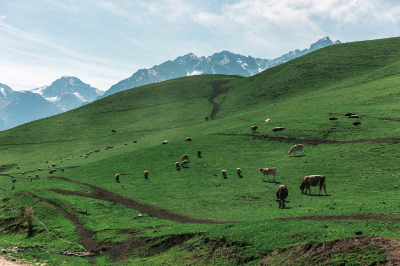 雪山下的绿野牧歌