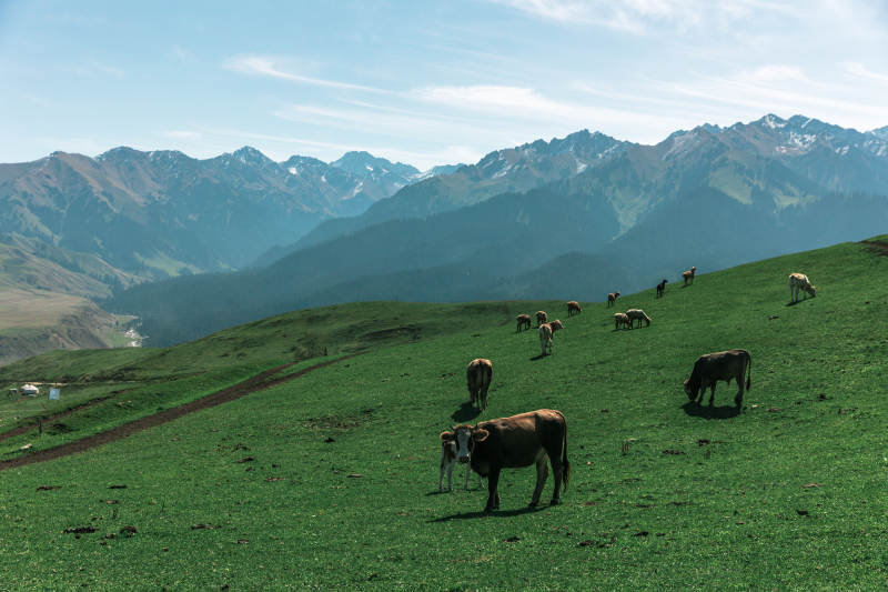 高山牧场牛群悠然