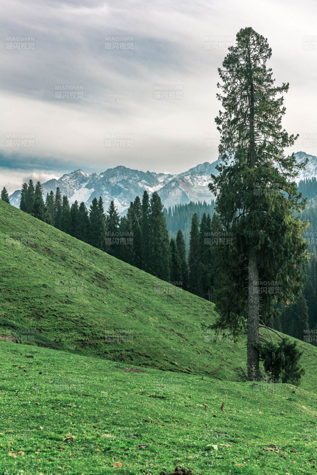 雪山绿野孤松立