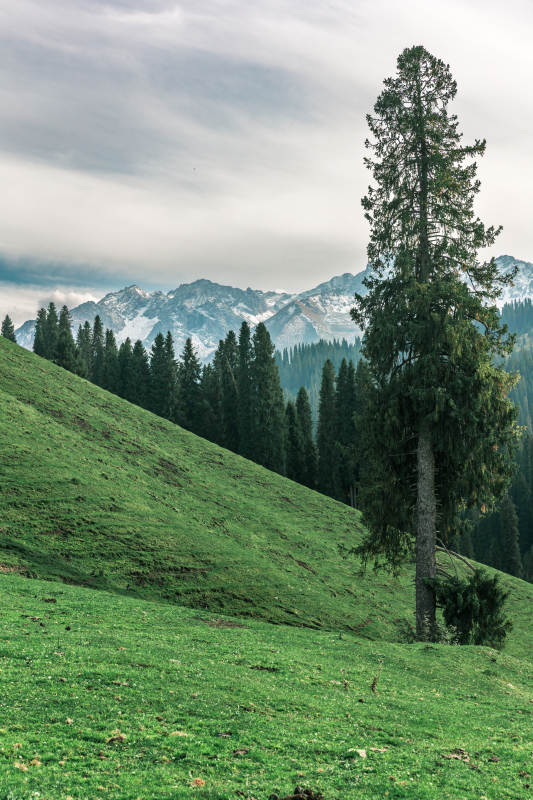 雪山绿野孤松立