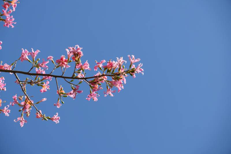 樱花枝头映蓝天