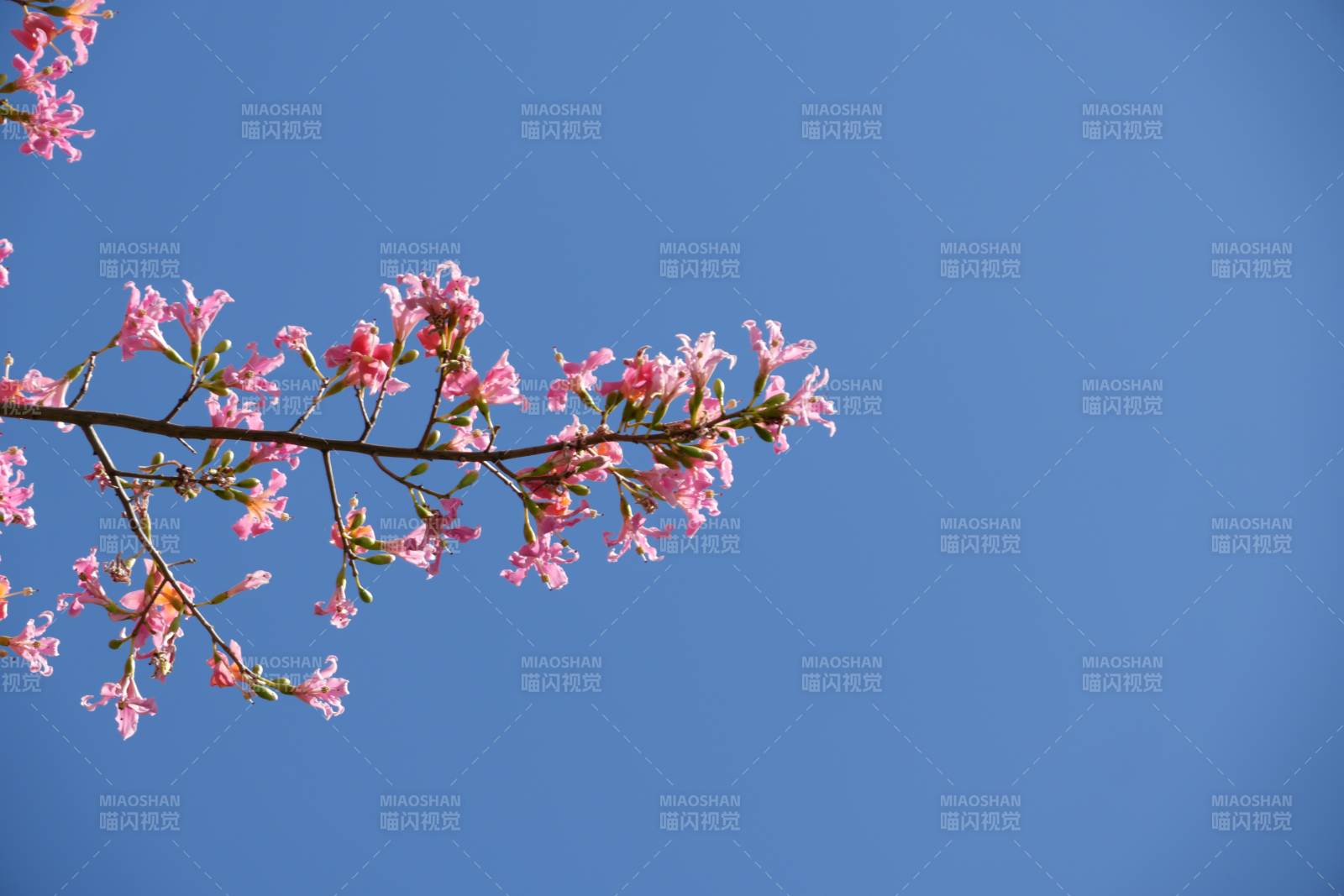 樱花枝头映蓝天