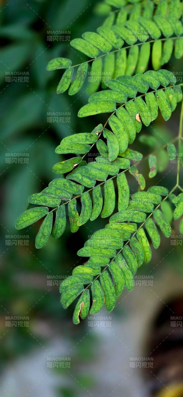 绿叶垂枝 生机盎然