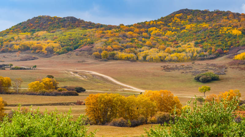 乌兰布统秋山金叶风光