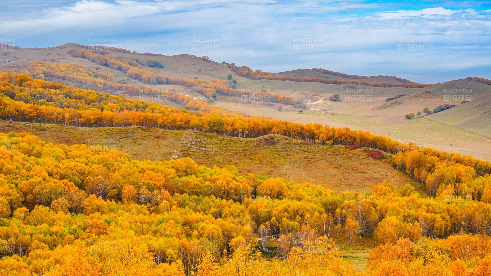 乌兰布统秋日山林金黄景