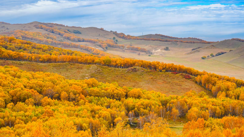 乌兰布统秋日山林金黄景
