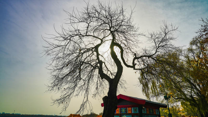 枯樹剪影映藍天