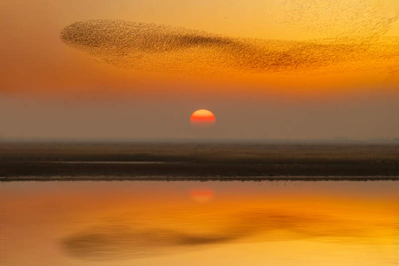 日落飞鸟映湖光