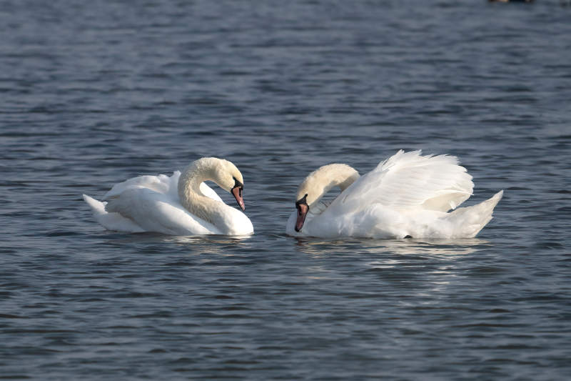双天鹅水中相依