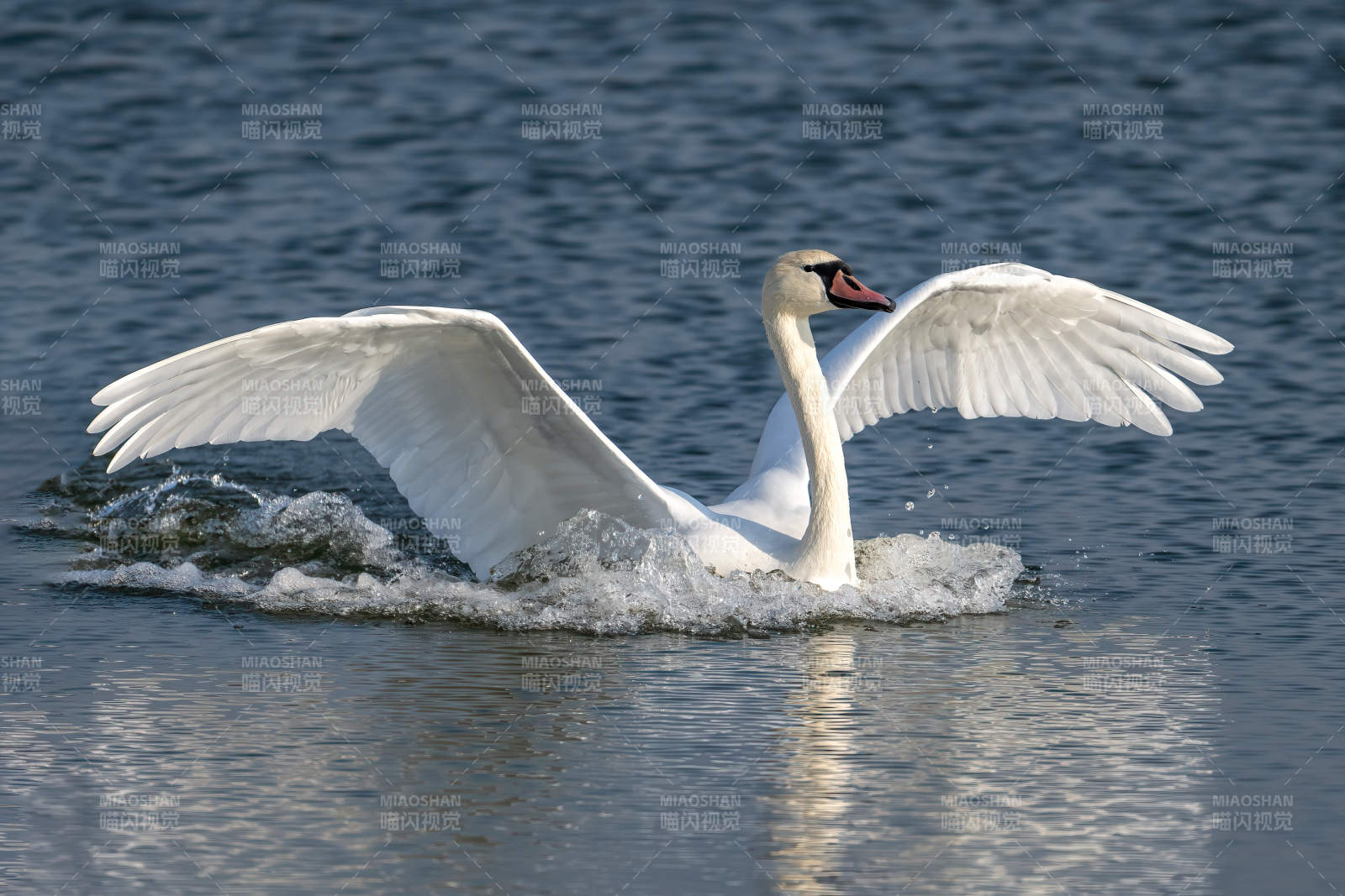 天鵝展翅水面