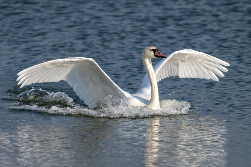 天鹅展翅水面