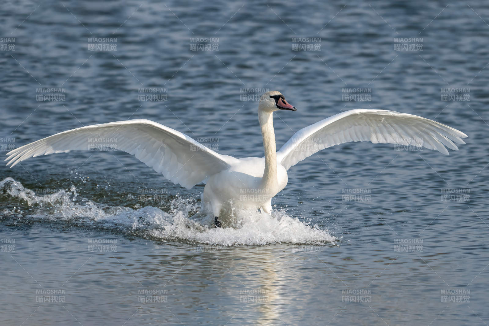 天鵝展翅水面