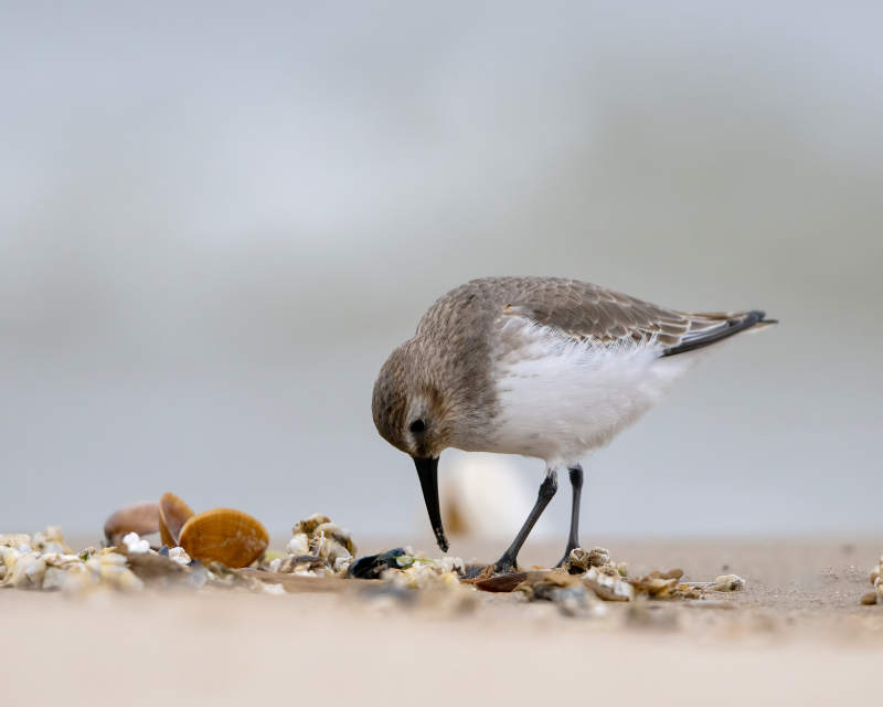 沙鸻觅食于滩涂