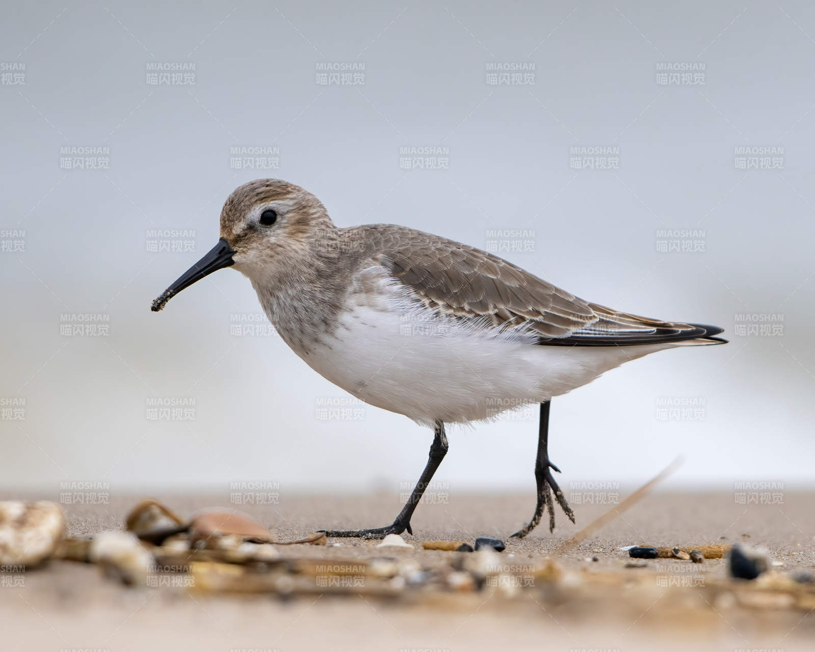 滩涂上的小沙鸻