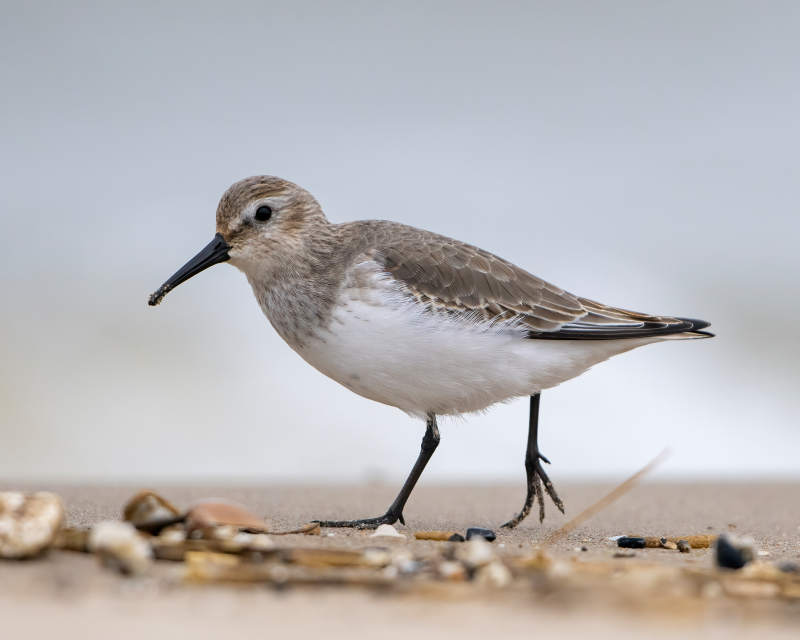 滩涂上的小沙鸻