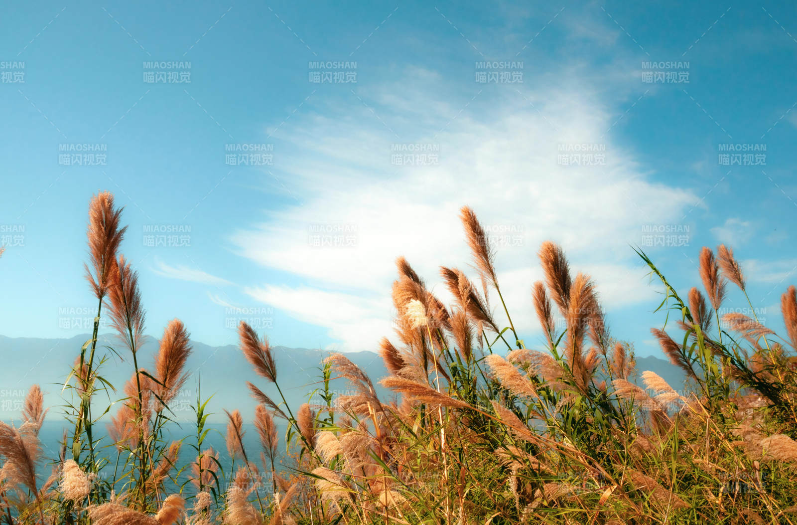 秋風拂草 藍天如洗