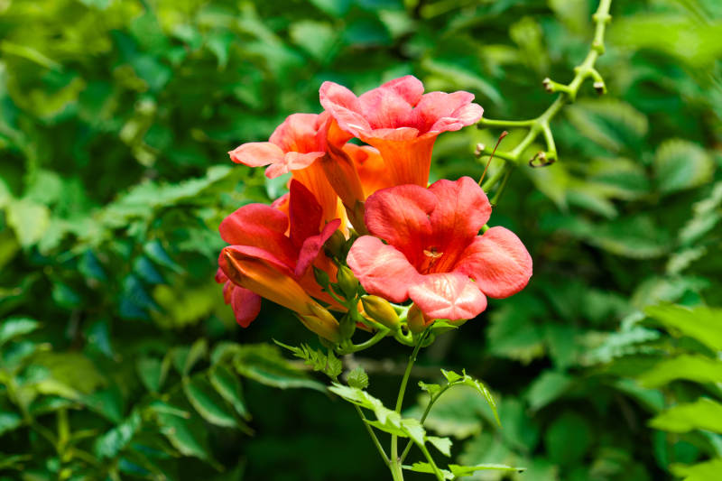 红花绽放绿叶间