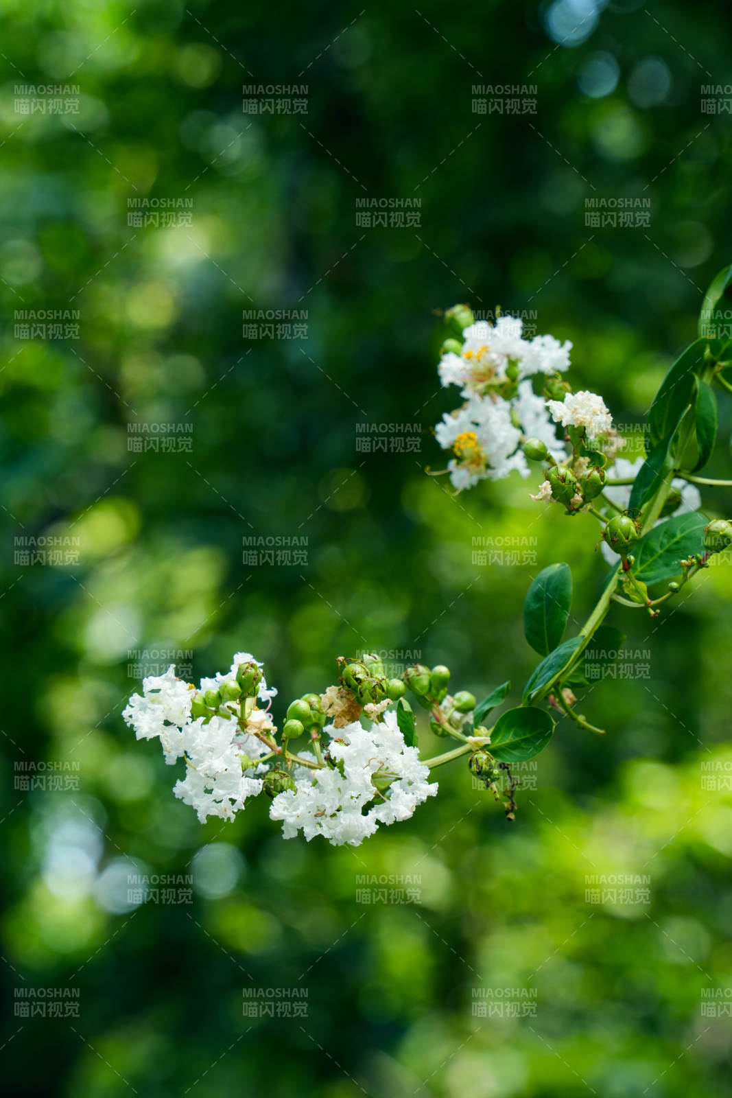 白花绿叶映自然
