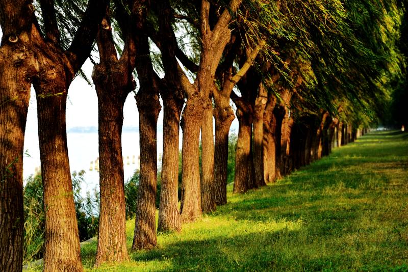 林荫道旁绿意浓