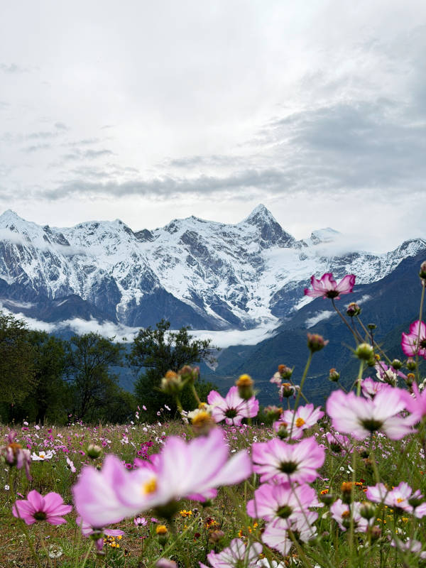 雪山花海