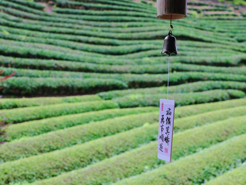 茶园风铃静谧景