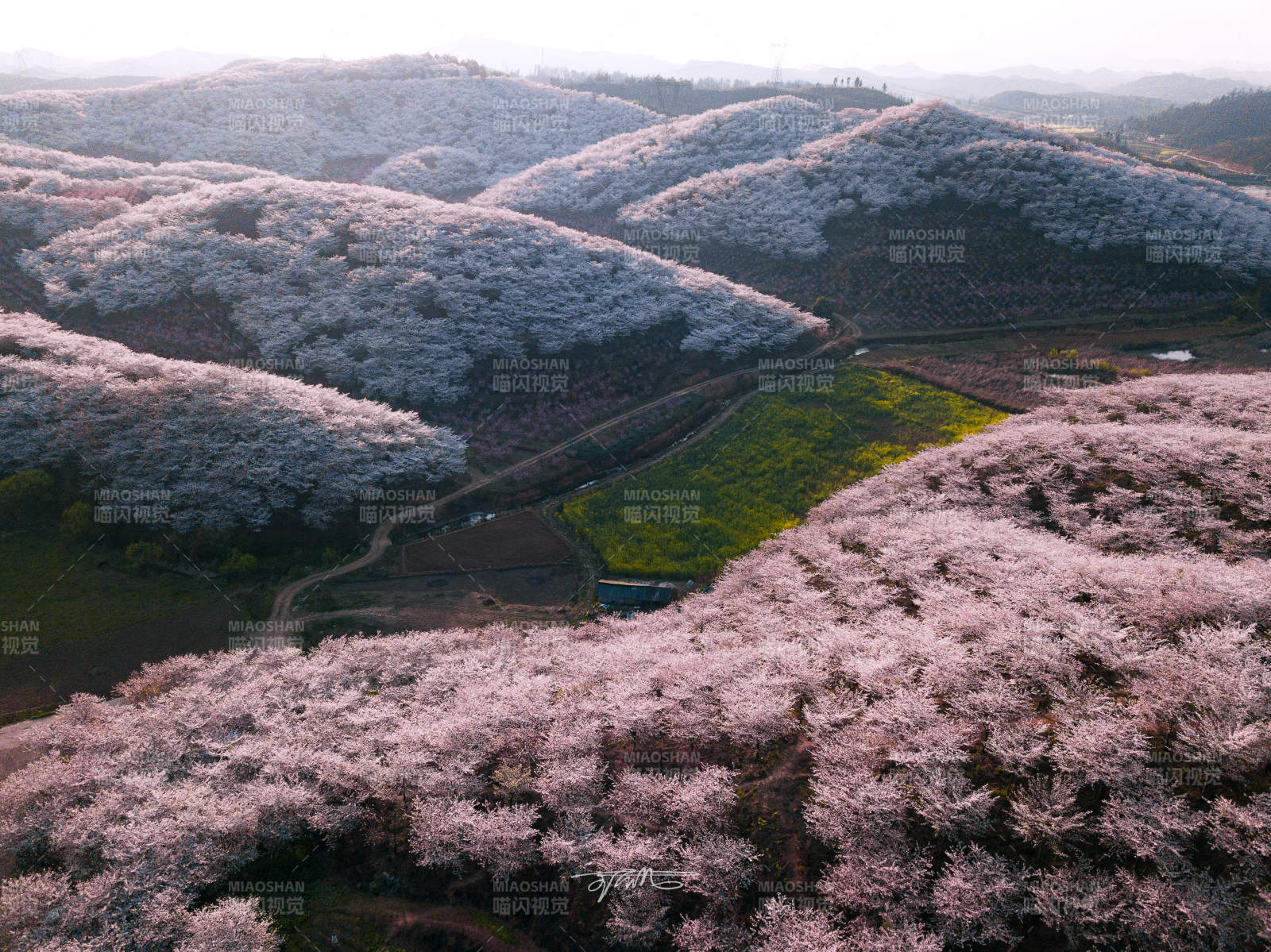 樱花漫山遍野