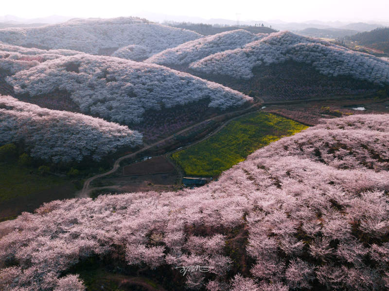 樱花漫山遍野