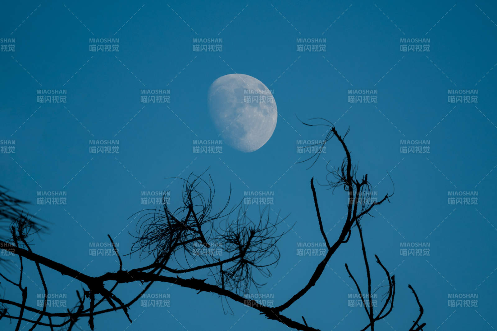 月夜枯枝剪影