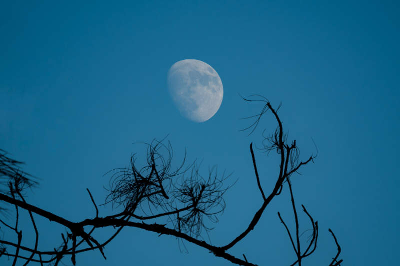月夜枯枝剪影