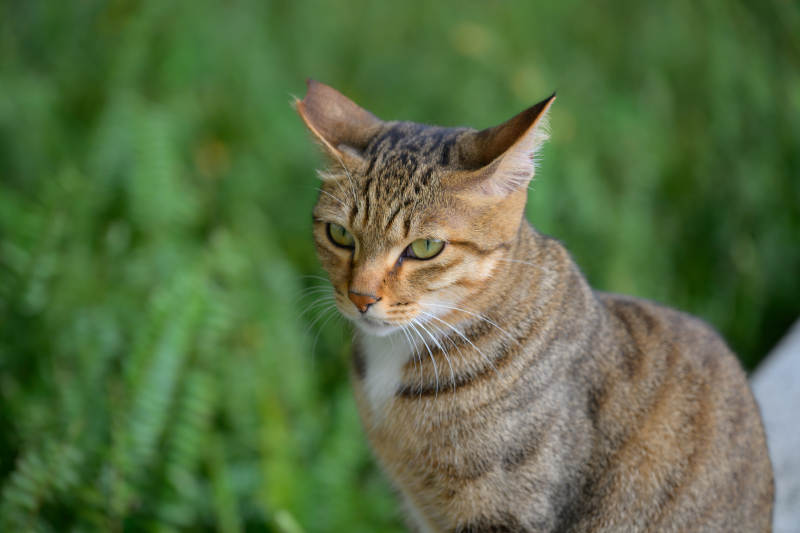 绿意中的虎斑猫