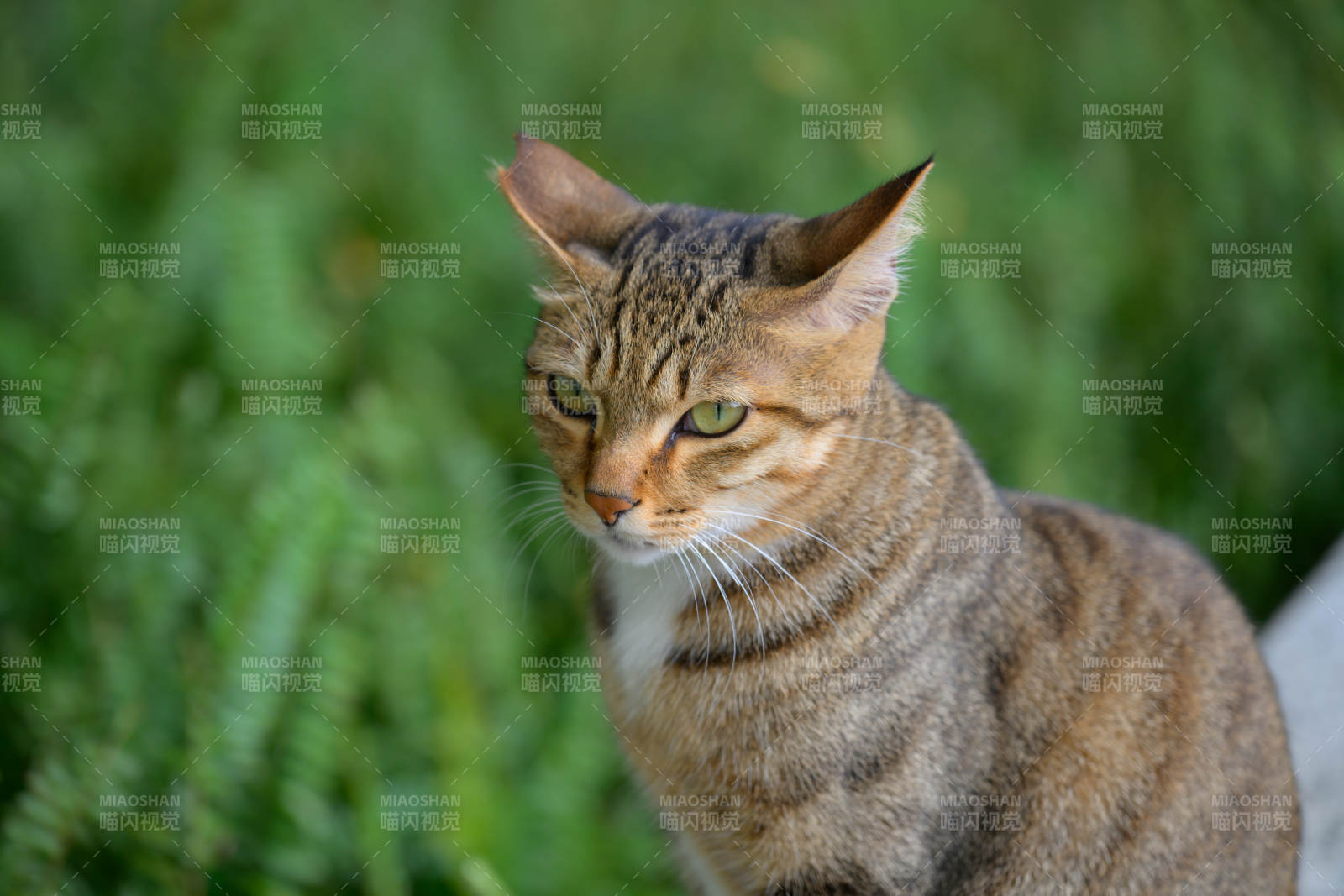 绿意中的虎斑猫