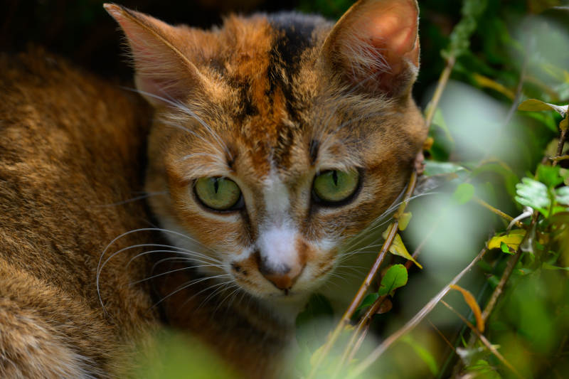 猫在草丛中凝视