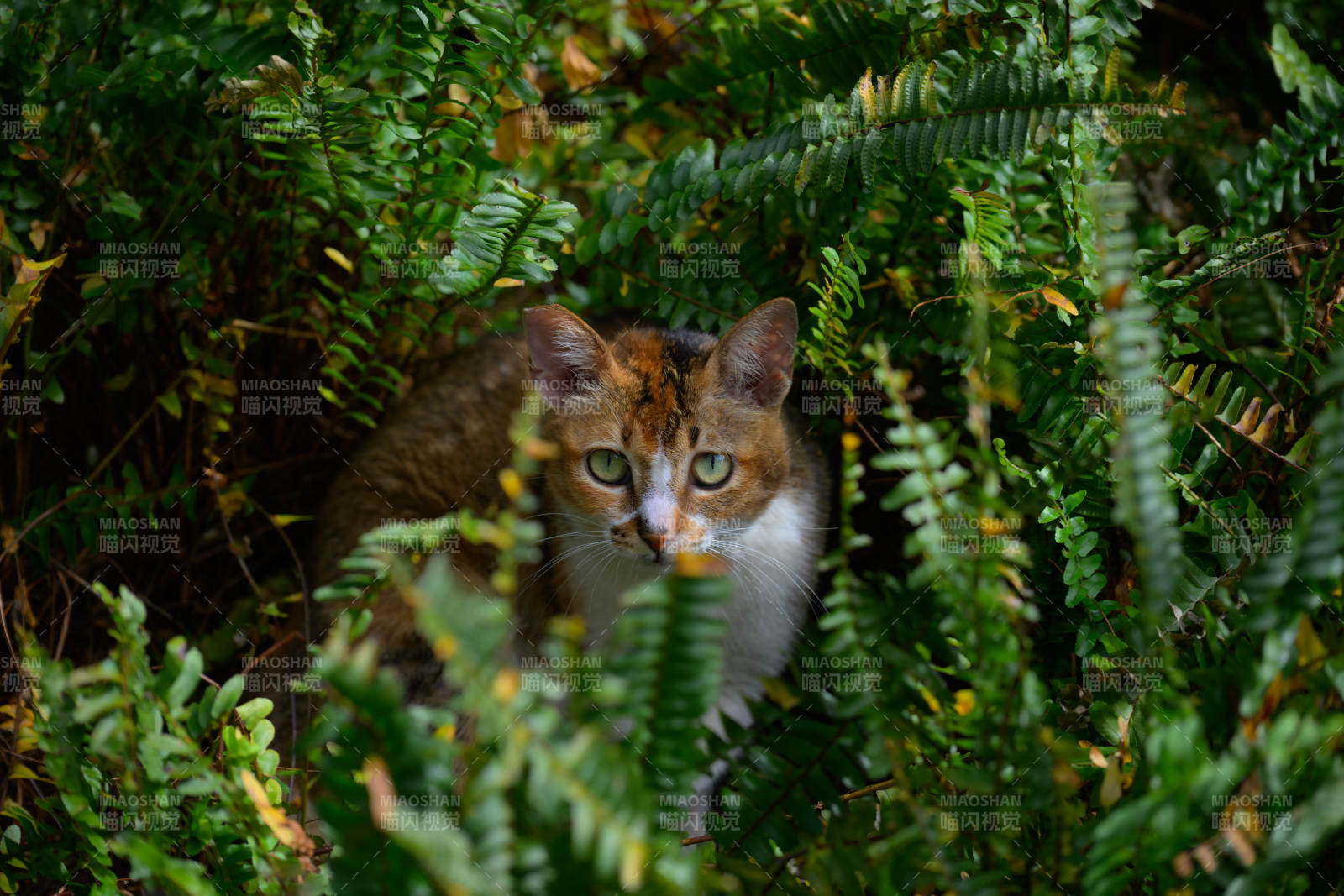 猫隐绿叶间