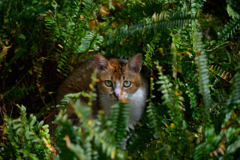 猫隐绿叶间