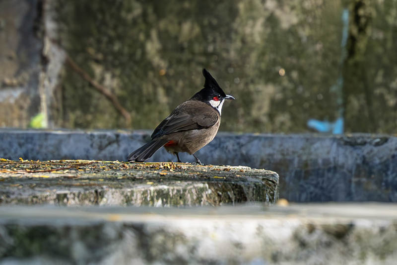 红耳鹎栖息石阶