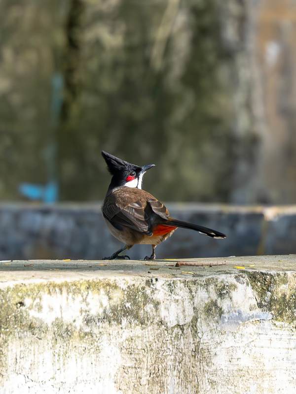 红耳鹎栖息石上