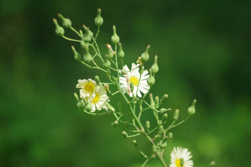 野花绽放绿意中