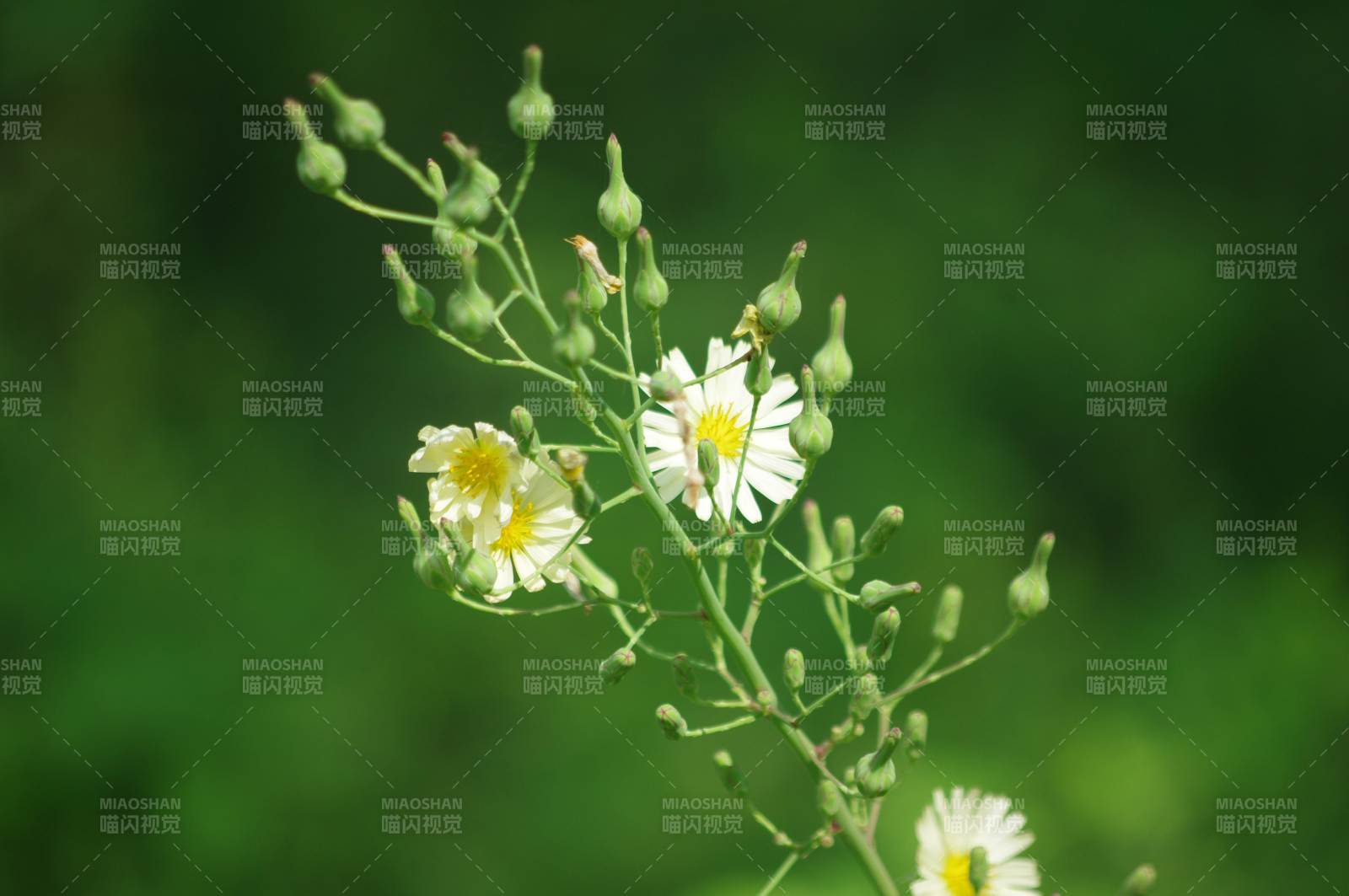 野花绽放绿意中