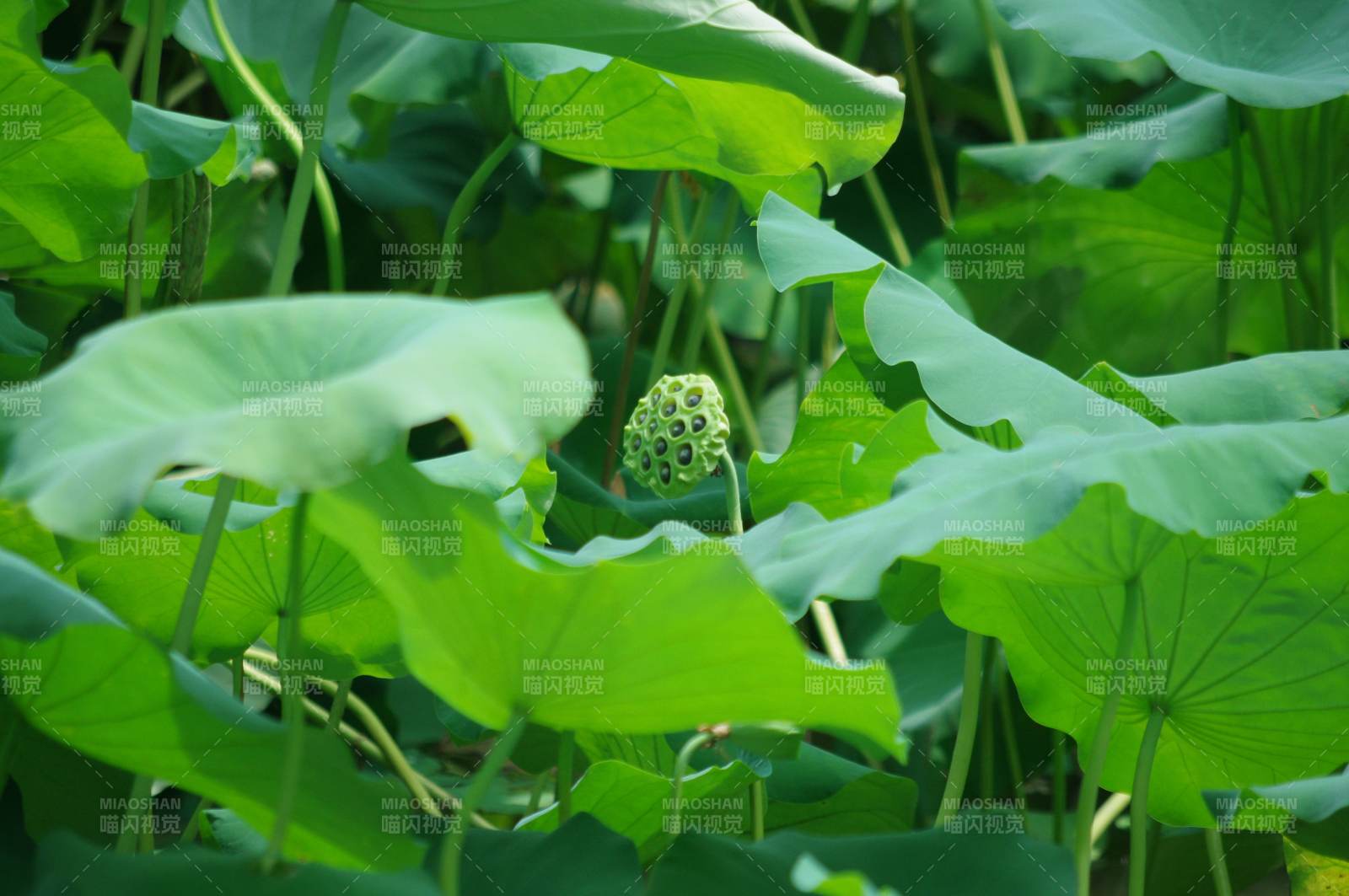 莲蓬初生绿叶间