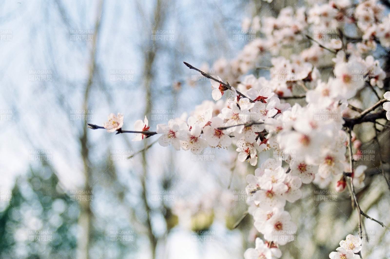 櫻花綻放春意濃