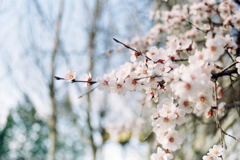 樱花绽放春意浓