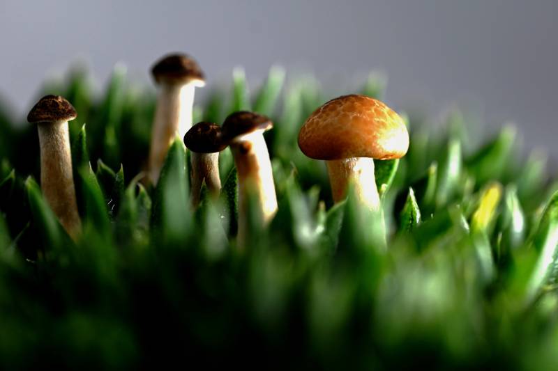 草丛中的小蘑菇