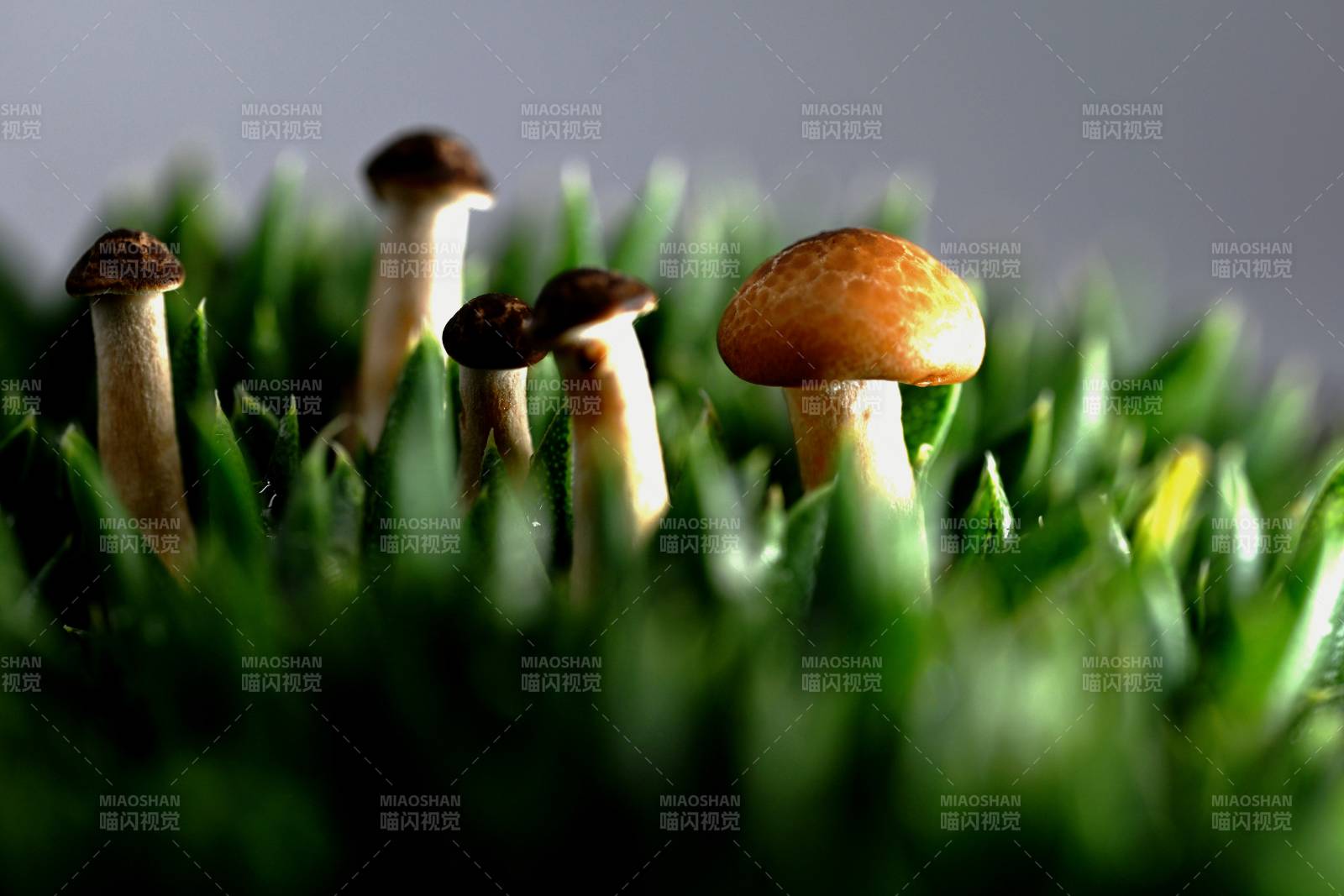 草丛中的小蘑菇