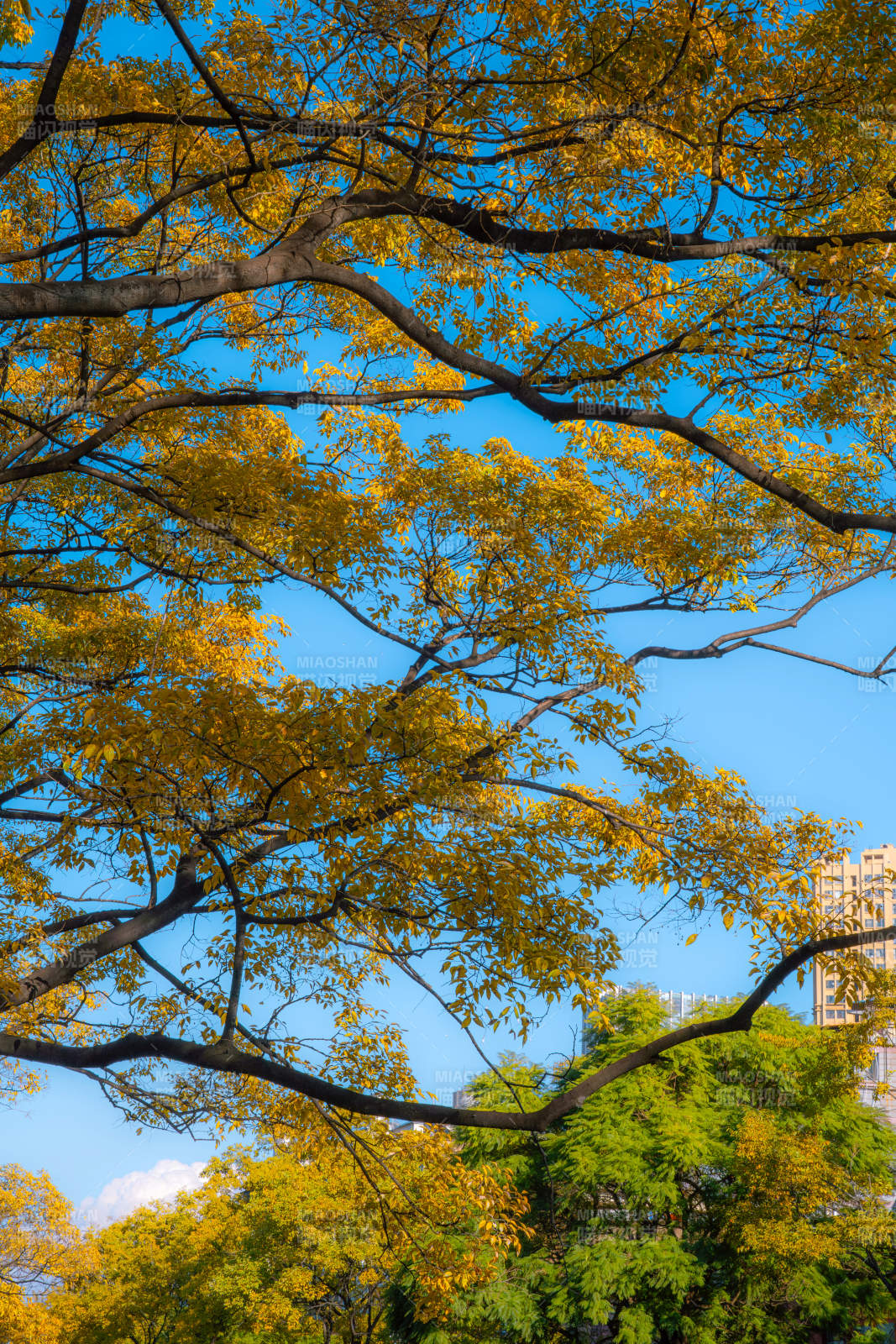 秋葉映藍(lán)天