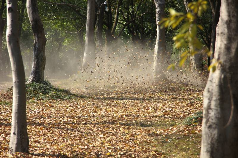 秋林落叶纷飞