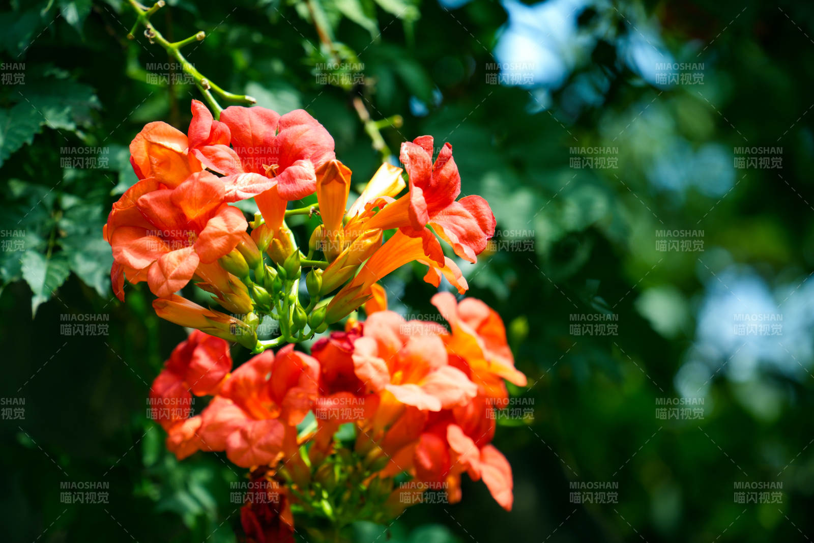 橙色花朵绽放枝头