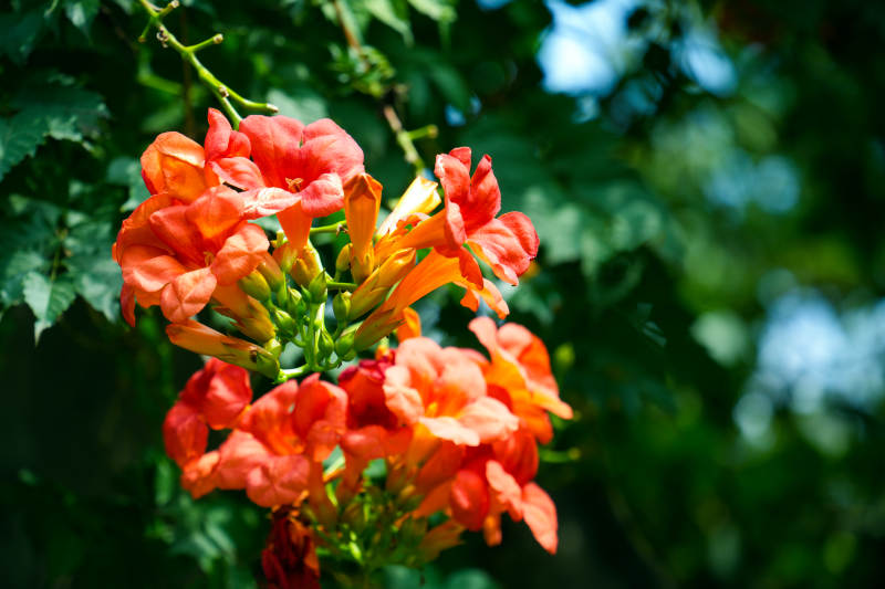 橙色花朵绽放枝头