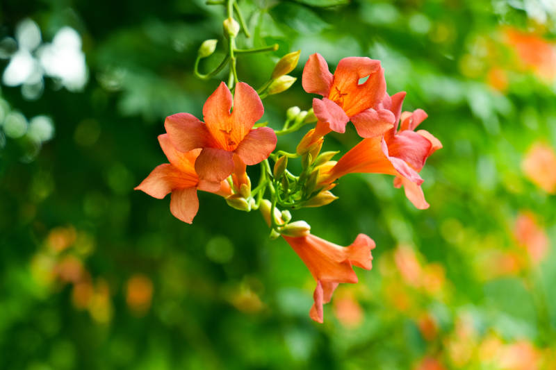 橙色花朵绽放枝头