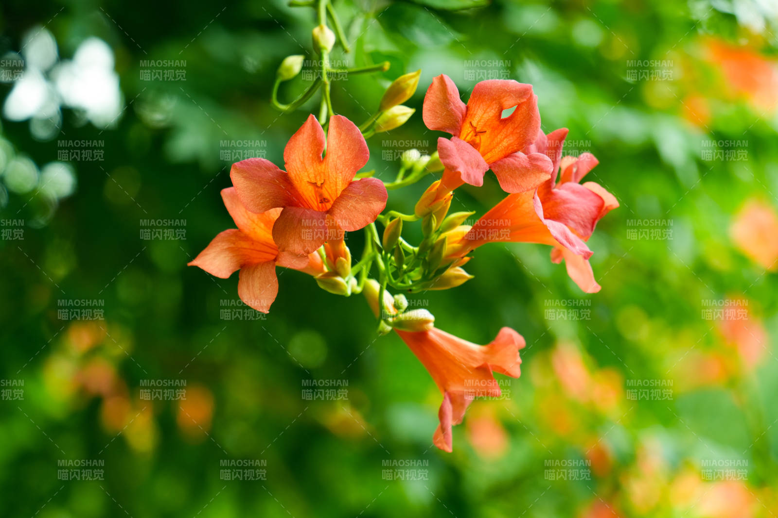 橙色花朵绽放枝头