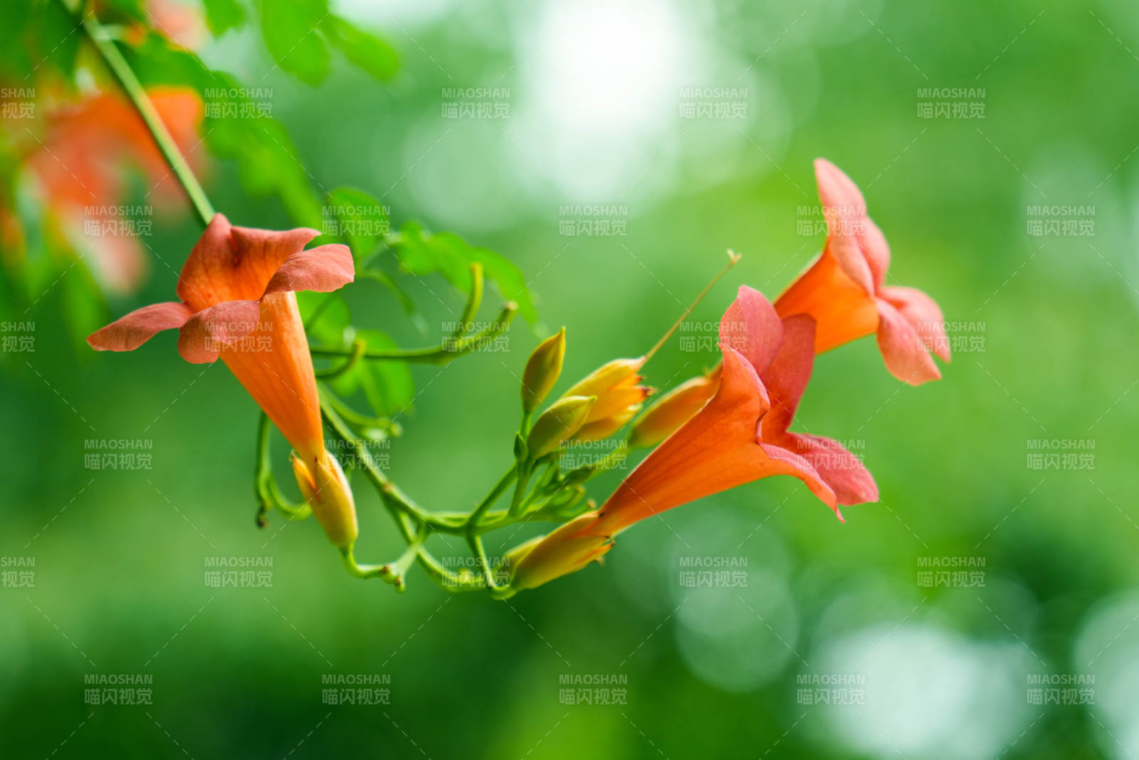 橙花绽放绿意中